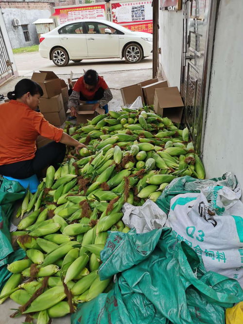農(nóng)產(chǎn)品開啟云銷售模式，助力戰(zhàn)疫扶貧攻堅